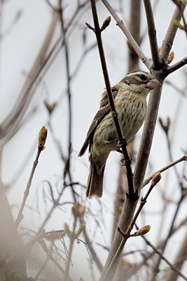 rose-breasted-grosbeak-female-62694.jpg