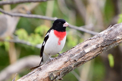 rose-breasted-grosbeak-62685.jpg