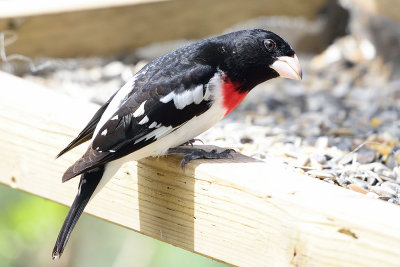 rose-breasted-grosbeak-62647.jpg