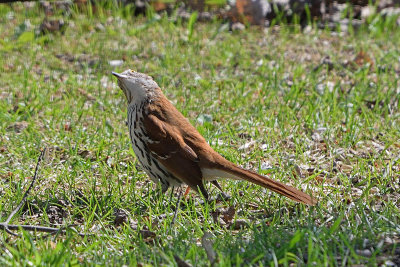 brown-thrasher-62631.jpg