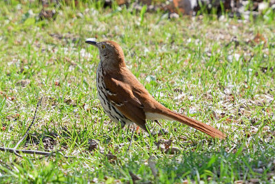 brown-thrasher-62632.jpg