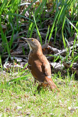 brown-thrasher-62634.jpg