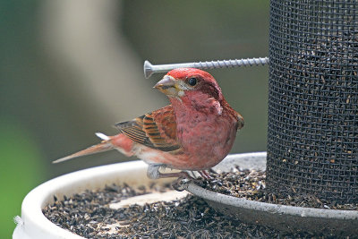 purple-finch-62807.jpg