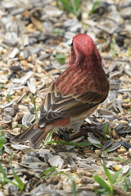 purple-finch-62819.jpg