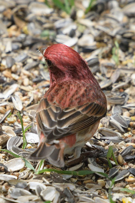 purple-finch-62817.jpg