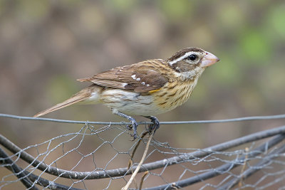 rose-breasted-grosbeak-62845.jpg