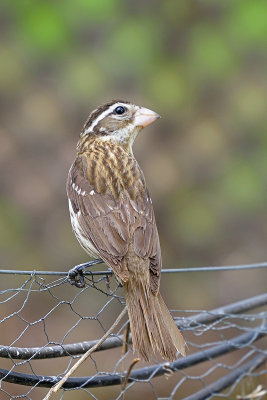 rose-breasted-grosbeak-62843.jpg