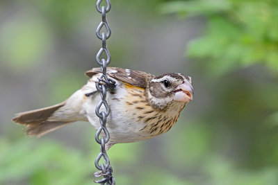 rose-breasted-grosbeak-62835.jpg