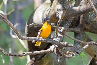 oriole-62760.jpg