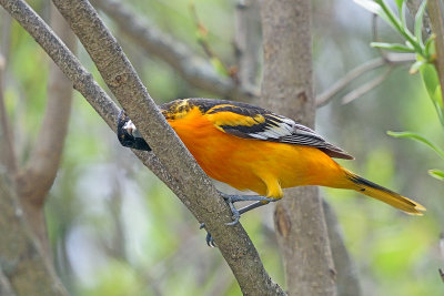 oriole-62783.jpg