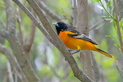 oriole-62785.jpg