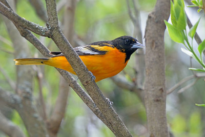 oriole-62788.jpg