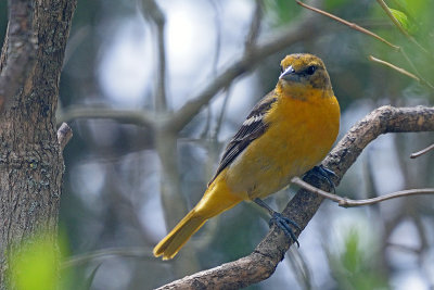 oriole-62789.jpg