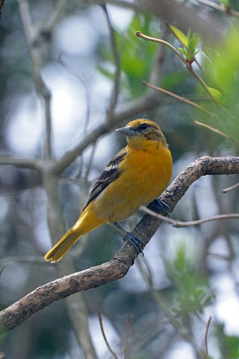 oriole-62791.jpg
