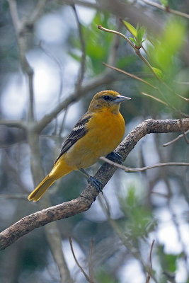 oriole-62792.jpg