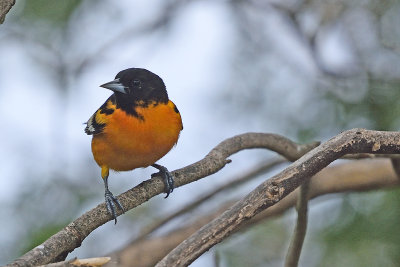 oriole-62838.jpg