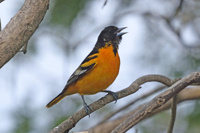oriole-62839.jpg