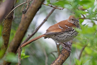 brown-thresher-62856.jpg