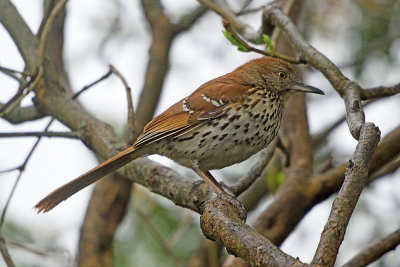 brown-thrasher-62857.jpg