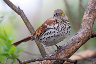 brown-thrasher-62881.jpg