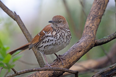 brown-thrasher-62882.jpg