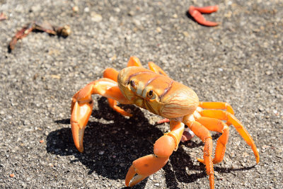 Cuba-crab-migration-61586.jpg