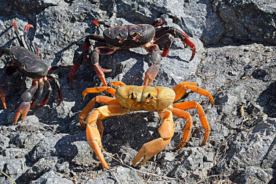 Cuba-crab-migration-61589.jpg