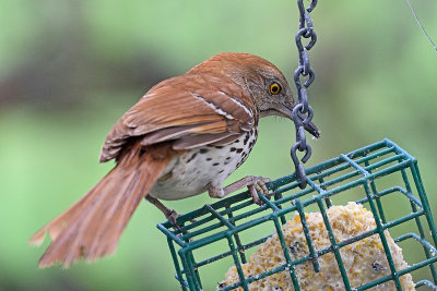 brown-thrasher-62877.jpg