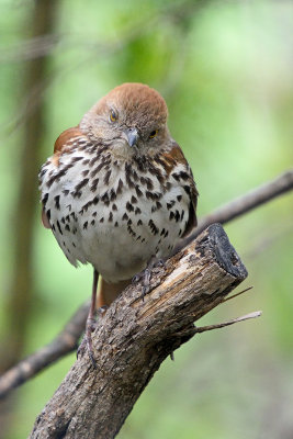 brown-thrasher-62895.jpg