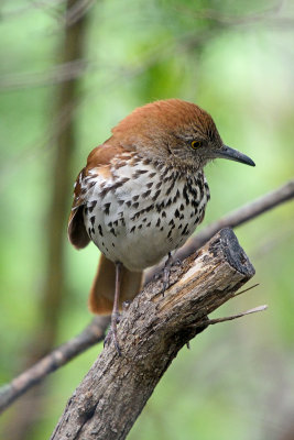 brown-thrasher-62896.jpg