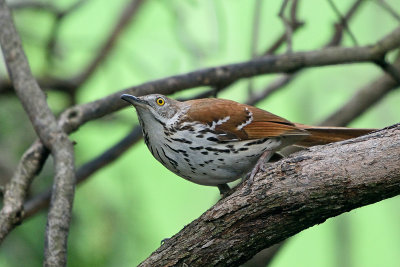brown-thrasher-62905.jpg