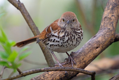 brown-thrasher-62883.jpg