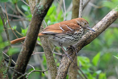 brown-thrasher-62891.jpg