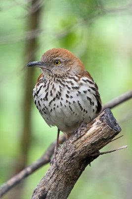 brown-thrasher-62894.jpg