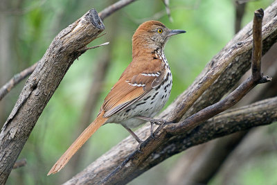 brown-thrasher-62903.jpg