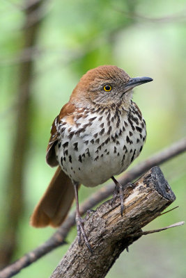 brown-thrasher-62898.jpg
