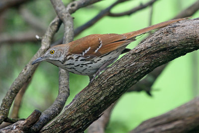 brown-thrasher-62906.jpg