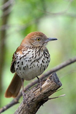 brown-thrasher-62899.jpg