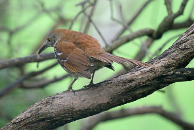 brown-thrasher-62904.jpg