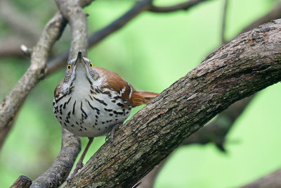brown-thrasher-62907.jpg