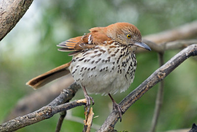 brown-thrasher-62916.jpg