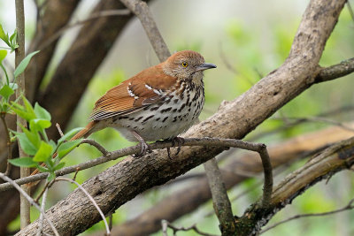 brown-thrasher-62928.jpg