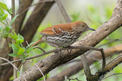 brown-thrasher-62927.jpg