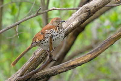 brown-thrasher-62925.jpg