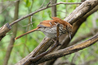 brown-thrasher-62921.jpg