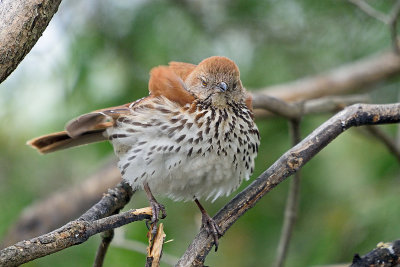 brown-thrasher-62917.jpg