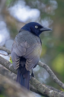 grackle-62892.jpg