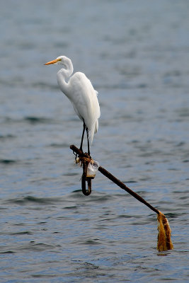 egret-41387.jpg