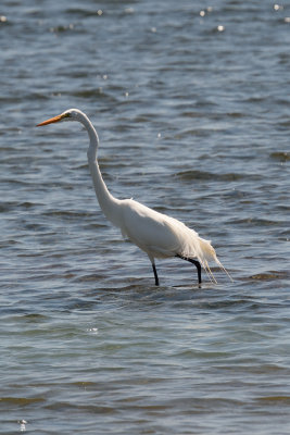 egret-41636.jpg