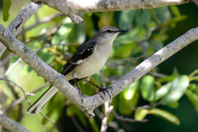 mockingbird-61214.jpg